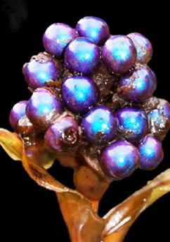 Pollia condensata fruit A