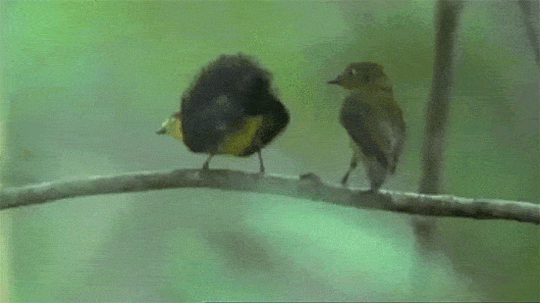 GIF - Bird Butt