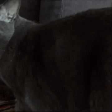 GIF - Cat Butt